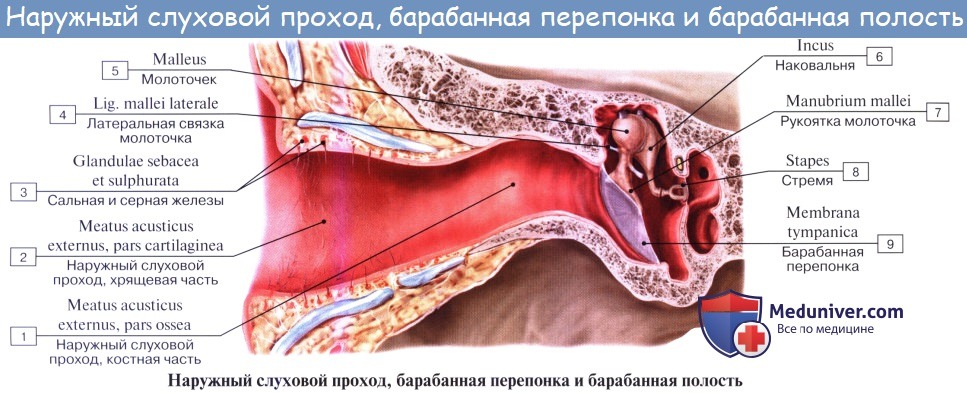 Анатомия: Барабанная перепонка, membrana tympani. Сосуды и нервы наружного уха. Кровоснабжение наружного уха