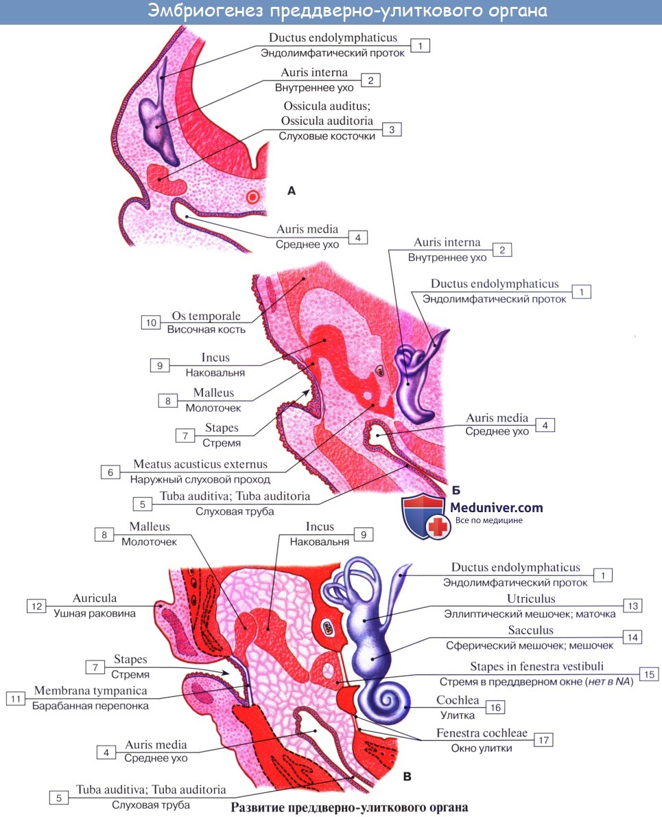 Анатомия: Эмбриогенез органа слуха и гравитации (равновесия) у человека