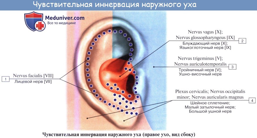 Анатомия: Сосуды и нервы наружного уха. Кровоснабжение наружного уха