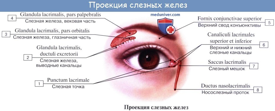 Анатомия: Слезный аппарат. Слезная железа, glandula lacrimalis. Слезный мешок, saccus lacrimalis