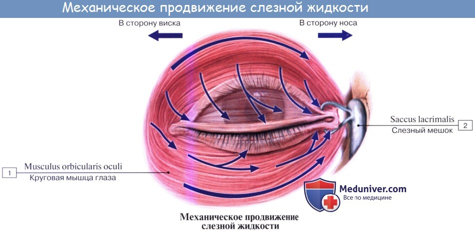 Анатомия: Слезный аппарат. Слезная железа, glandula lacrimalis. Слезный мешок, saccus lacrimalis