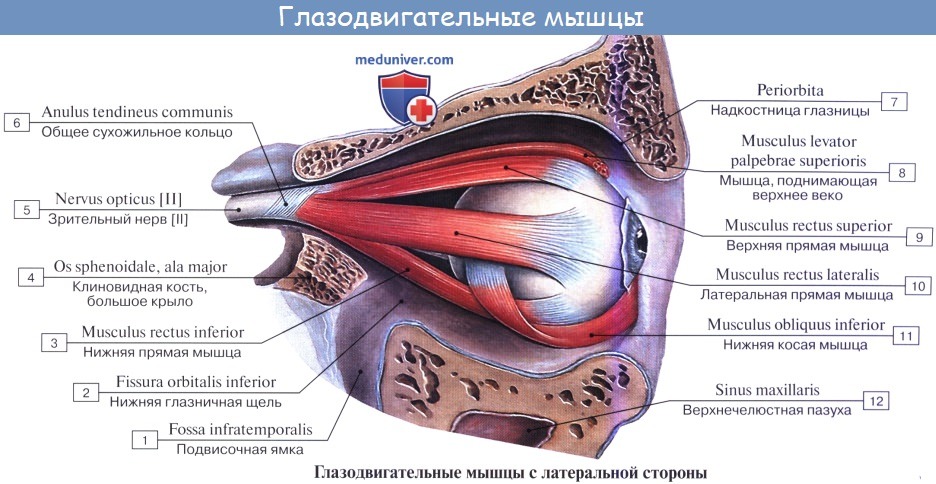 Анатомия: Вспомогательные органы глаза. Мышцы глазного яблока. Мышцы глаза