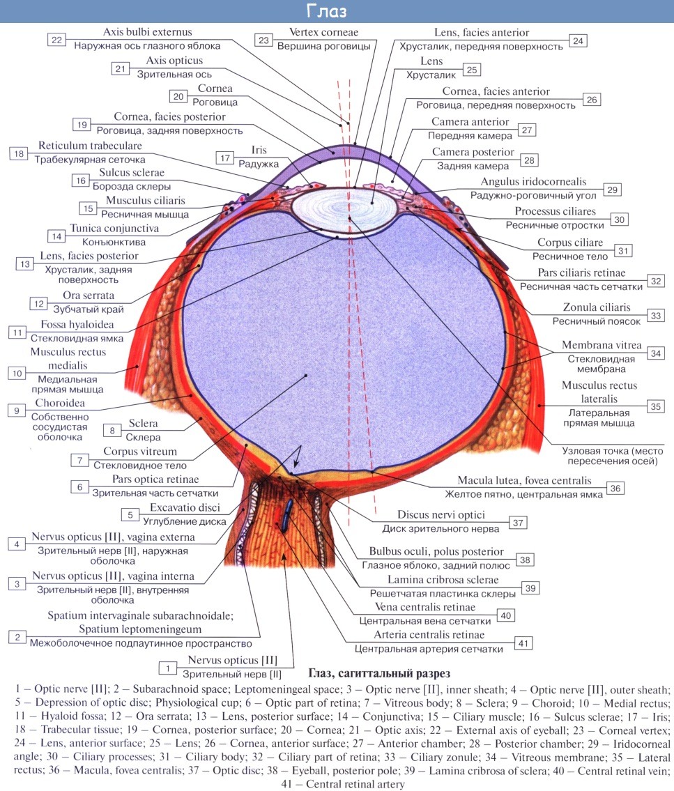Анатомия органа зрения оболочки глазного яблока