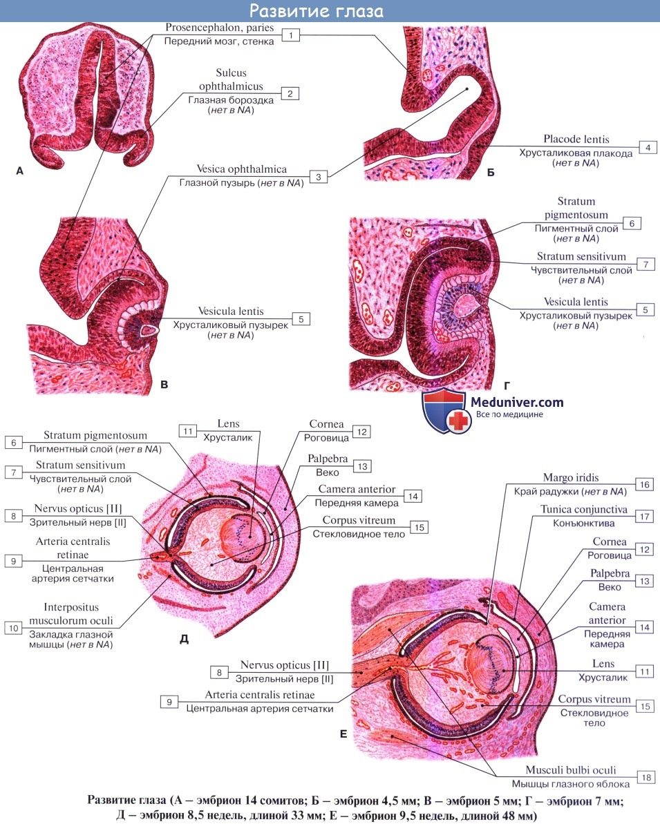 Анатомия: Эмбриогенез глаза. Развитие оболочек глаза