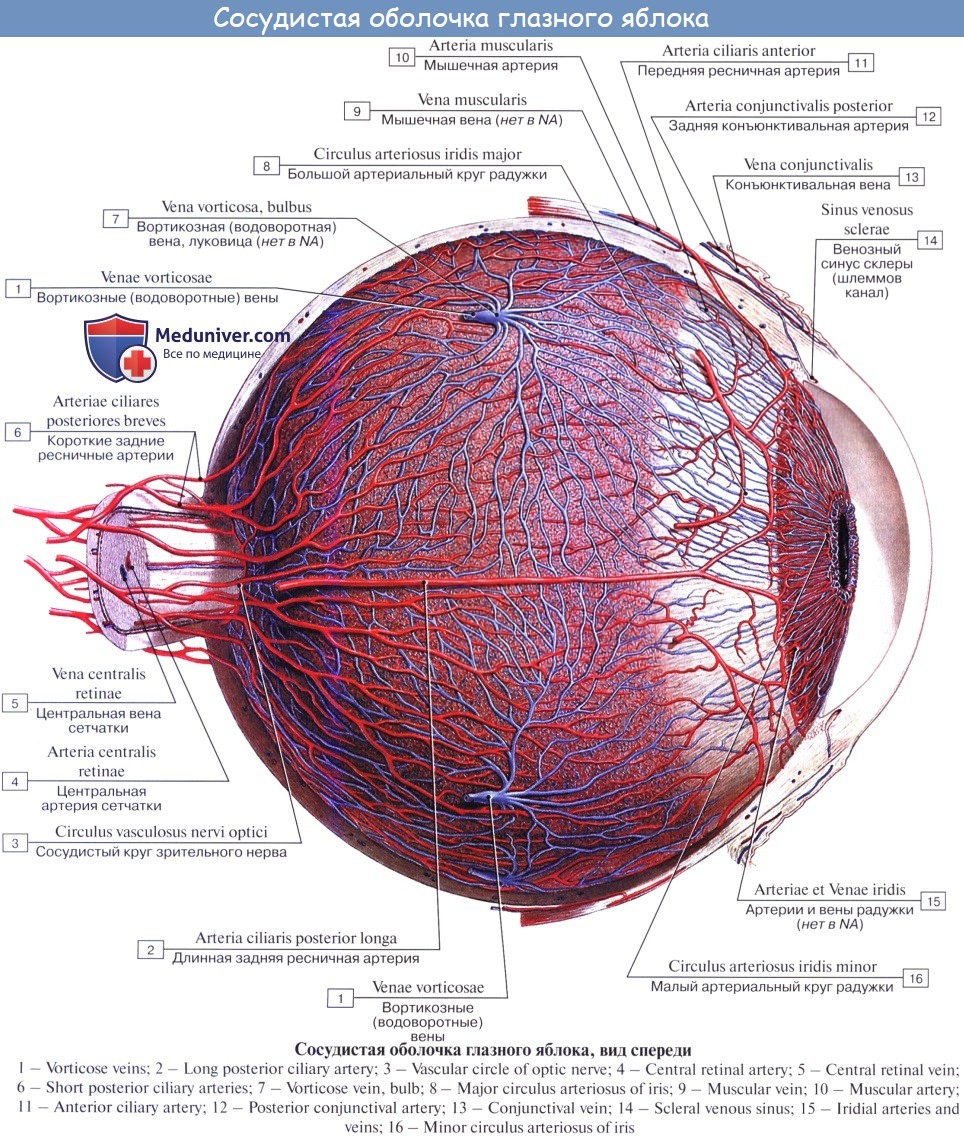 Глазное яблоко анатомия медунивер