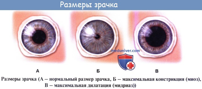 Анатомия: Орган зрения, organum visus. Глаз. Глаза