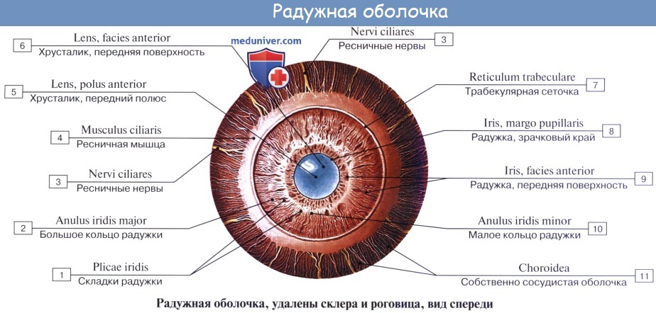 Анатомия: Орган зрения, organum visus. Глаз. Глаза