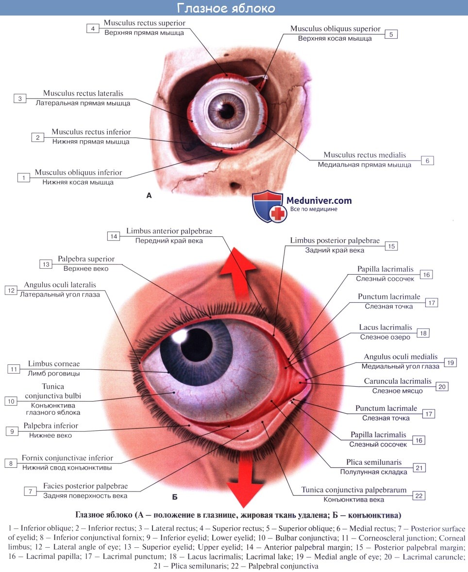 Конъюнктива где. Строение глаза человека конъюнктивальный мешок. Строение глаза веки анатомия. Конъюнктива глазного яблока анатомия. Строение глазного яблока анатомия.