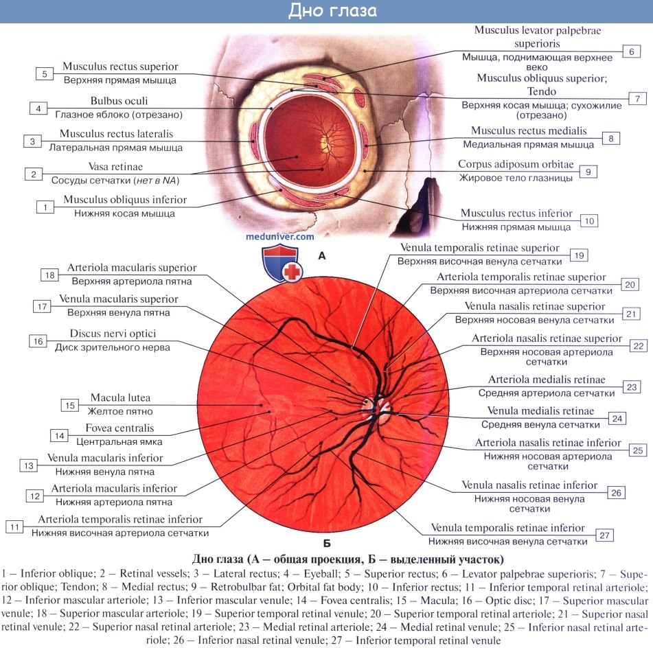 Кровообращение зрения. Глазное дно сетчатка глаза анатомия. Строение сосудов сетчатки. Глазное яблоко анатомия медунивер. Глазное дно строение глаза.
