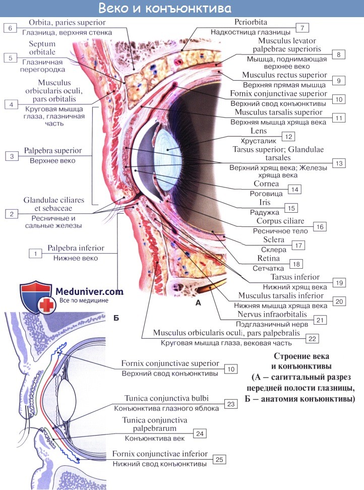 Анатомия: Глаз, oculus. Глазное яблоко, bulbus oculi
