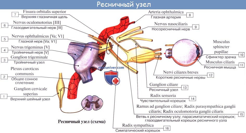 Анатомия: Иннервация глаза. Иннервация глазного яблока