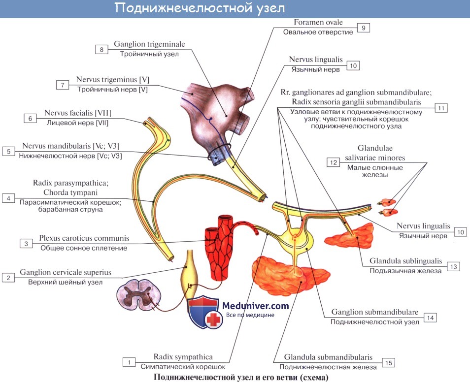 Анатомия: Парасимпатическая нервная система