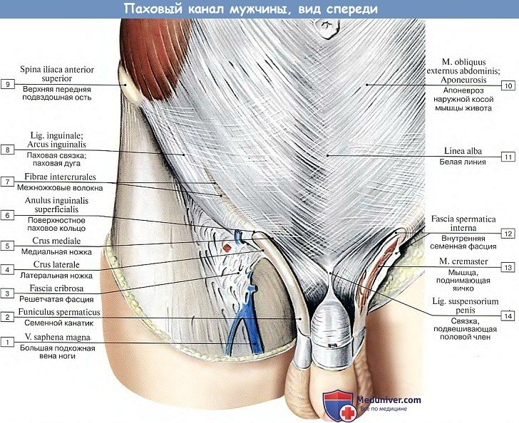 Анатомия: Паховый канал мужчины, вид спереди