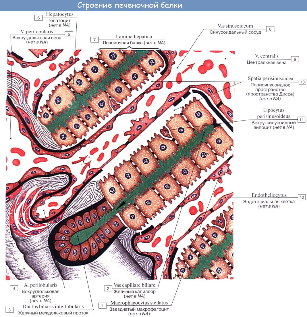 Анатомия человека: Строение печени. Анатомия желчного пузыря, протоков и треугольник Кало