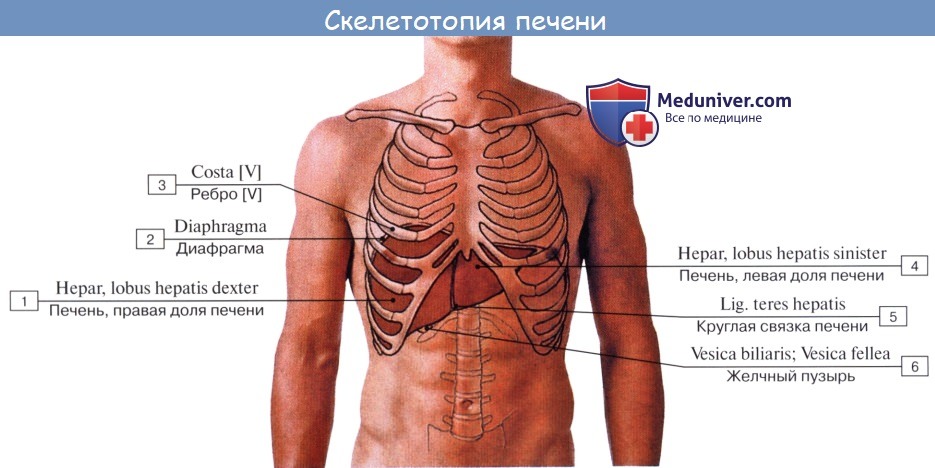 Анатомия человека: Рентгеноанатомия желчного пузыря. Пути выведения желчи. Топография печени