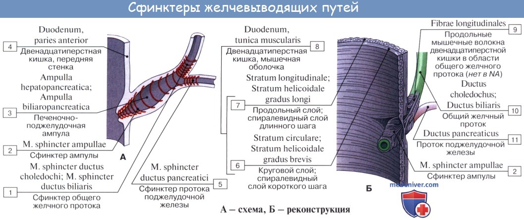 Анатомия человека: Рентгеноанатомия желчного пузыря. Пути выведения желчи. Топография печени