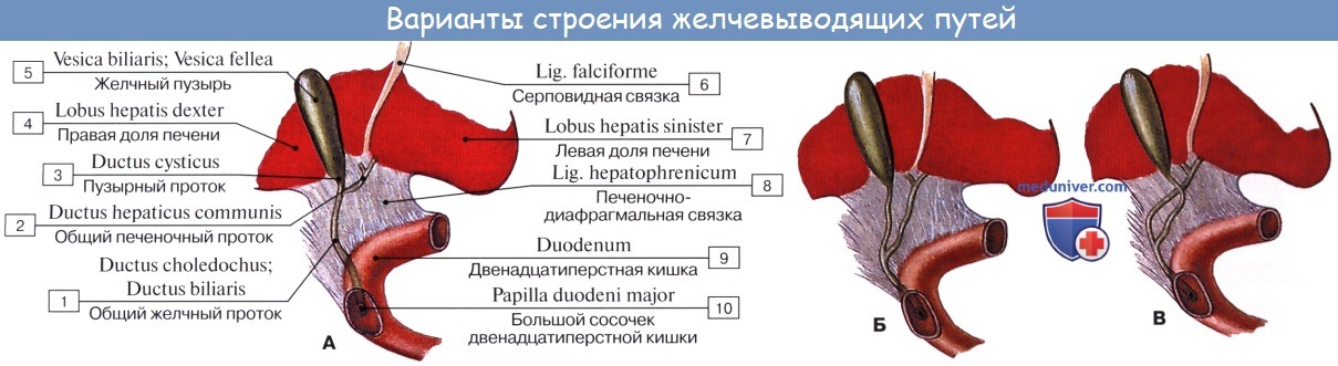 Анатомия человека: Строение печени. Анатомия желчного пузыря, протоков и треугольник Кало