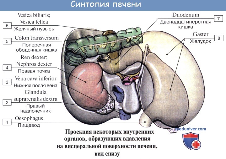 Анатомия человека: Связки печени. Сегментарное строение печени