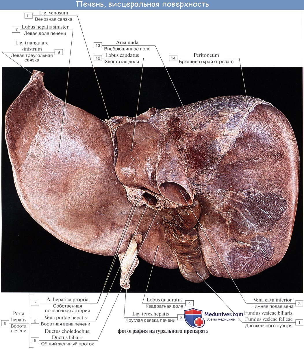 Анатомия человека: Связки печени. Сегментарное строение печени