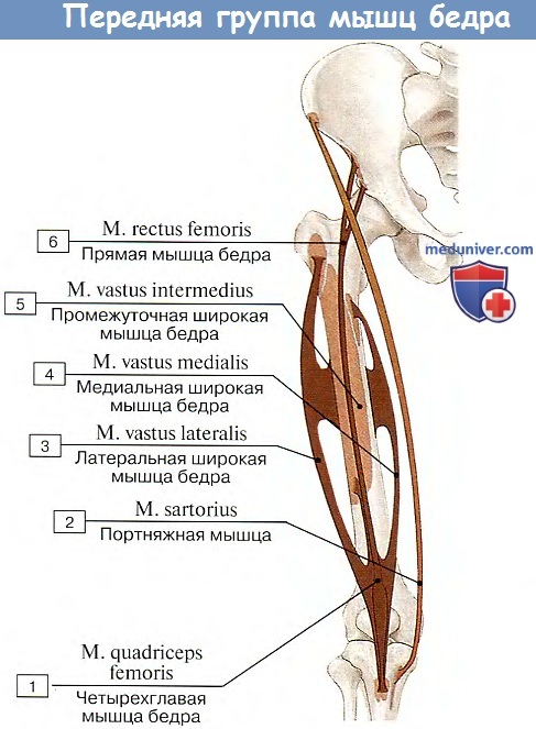 Анатомия: Передняя группа мышц бедра