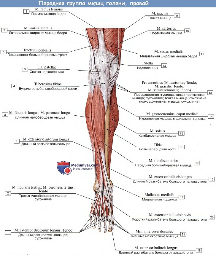 Анатомия: Передняя группа мышц голени
