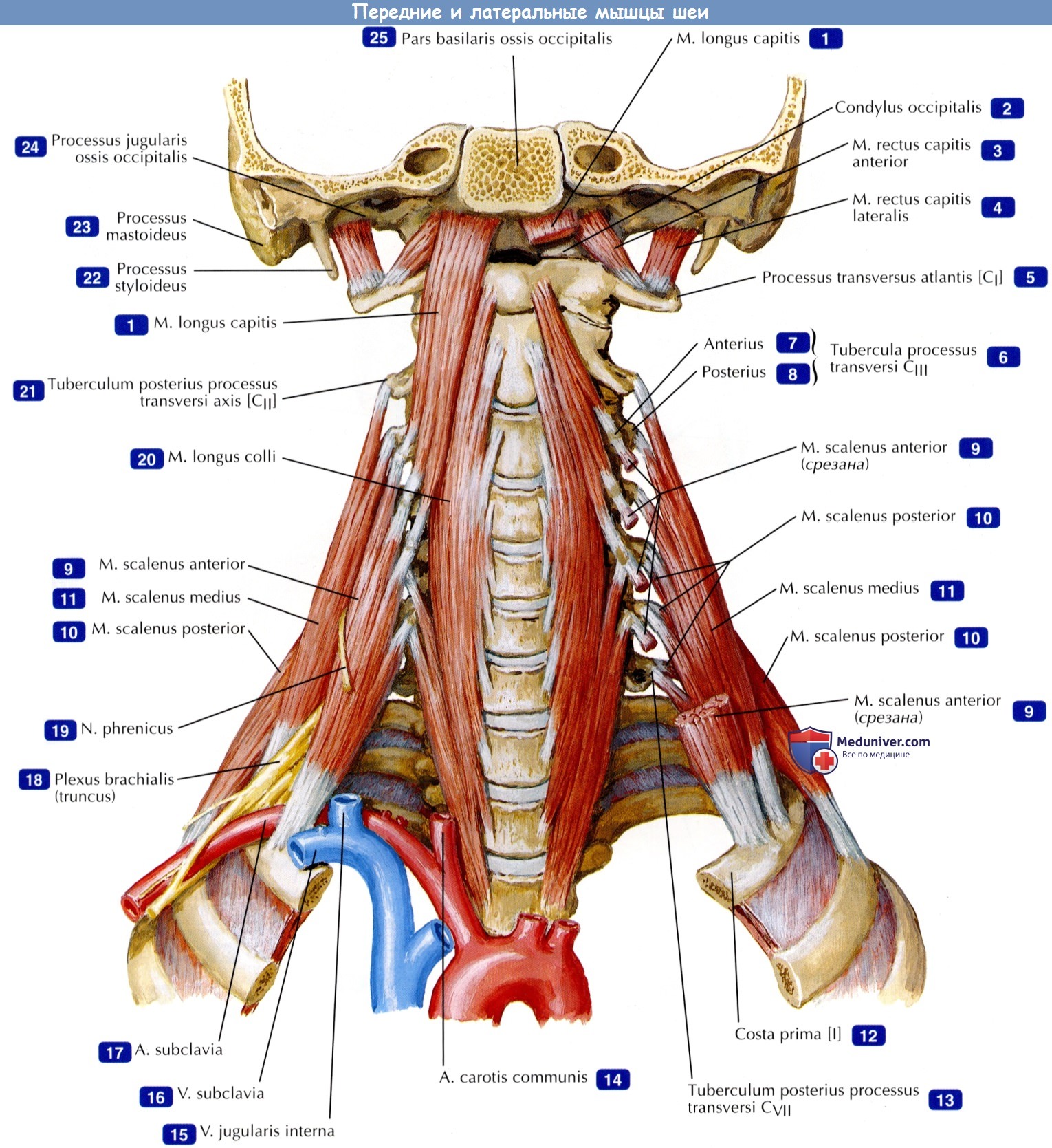 Передние и латеральные мышцы шеи - по атласу анатомии