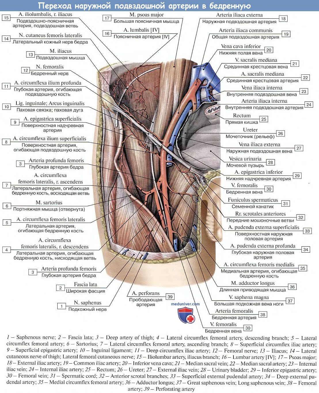 Правая подвздошная артерия. Нижняя надчревная артерия. Глубокая артерия огибающая подвздошную кость. Наружная подвздошная артерия и Вена. Анатомия общей подвздошной артерии топография.