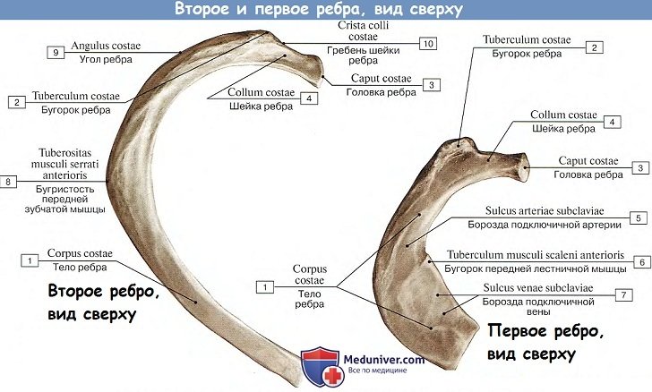 Анатомия первого и второго ребра