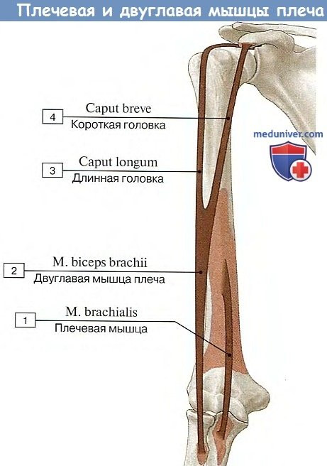 Анатомия: Плечевая и двуглавая мышцы плеча