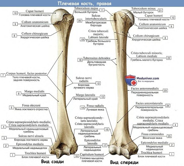 Анатомия: Плечевая кость, правая
