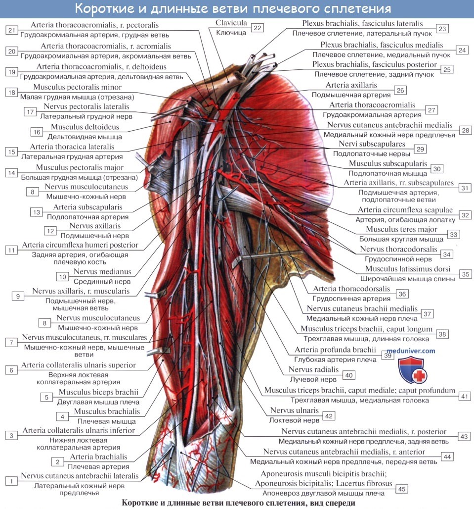 Анатомия: Нервы плечевого сплетения, plexus brachialis
