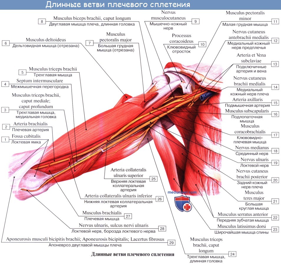 :   , plexus brachialis