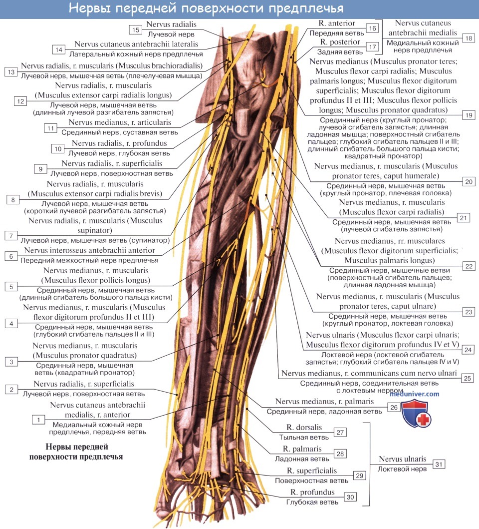 Нервы плечевого сплетения