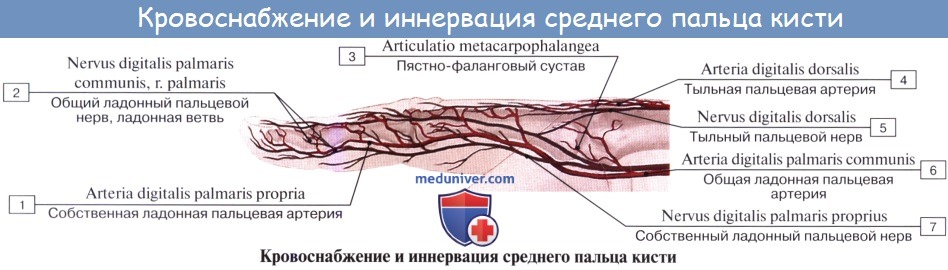 Анатомия: Нервы плечевого сплетения, plexus brachialis