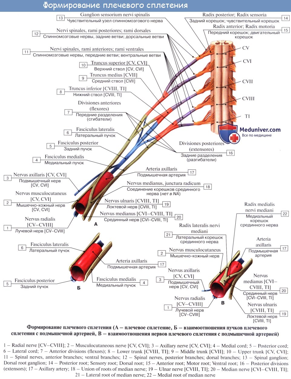 Ствол латынь. Схема формирования длинных ветвей плечевого сплетения. Плечевое сплетение анатомия схема. Плечевое сплетение иннервация мышц. Плечевое сплетение схема иннервация.