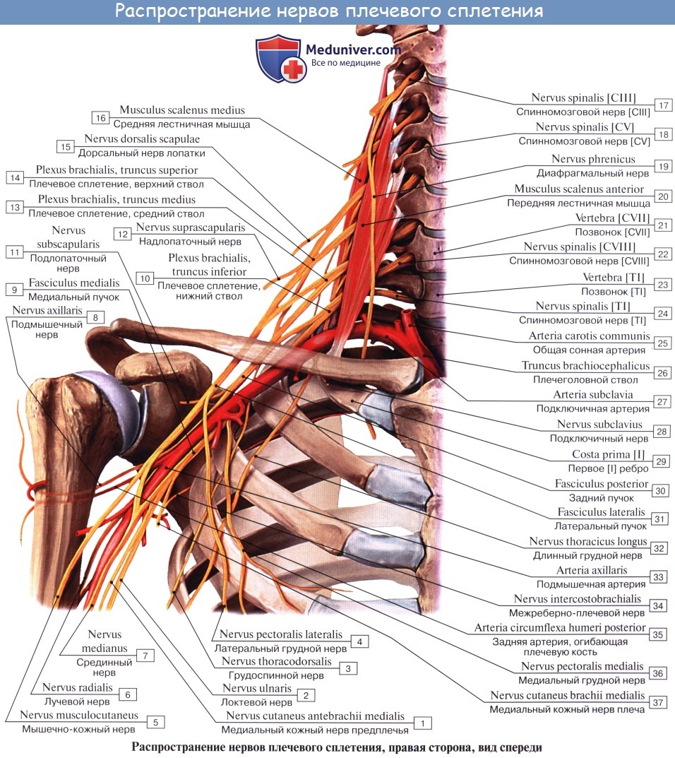 :   , plexus brachialis