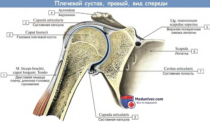 Анатомия: Плечевой сустав, вид спереди