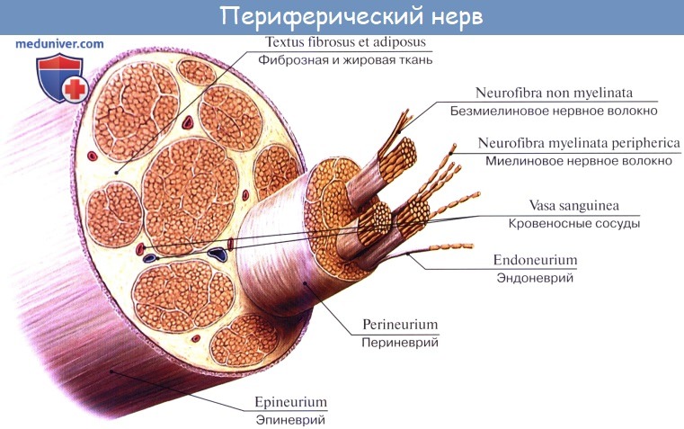 Анатомия: Переферическая нервная система. Аномальные или соматические нервы. Спинномозговые нервы, nn. spinales