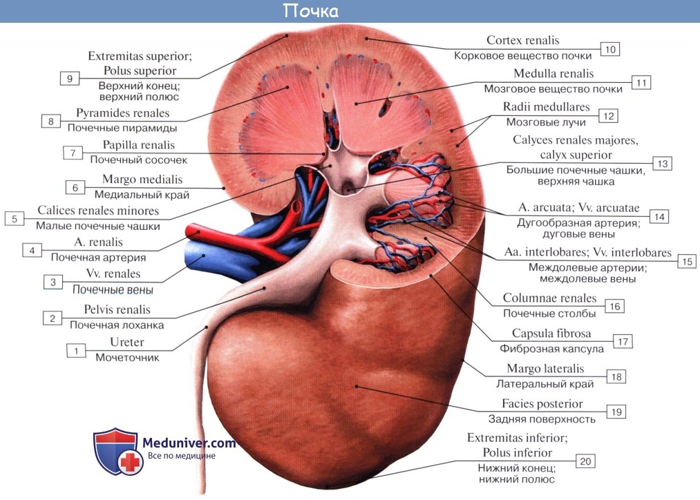 Анатомия: Почечная лоханка. Почечные чашки