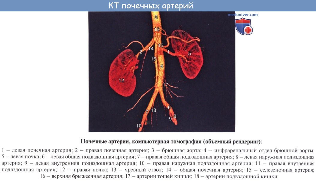 Анатомия: Строение почек (почки). Кровоснабжение почек. Сосуды почек (почки)