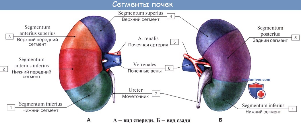 Анатомия: Сегментарное строение почки. Сегменты почки
