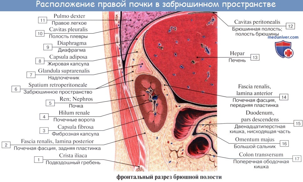 Анатомия: Топография почек. Оболочки почки. Фиксация почки