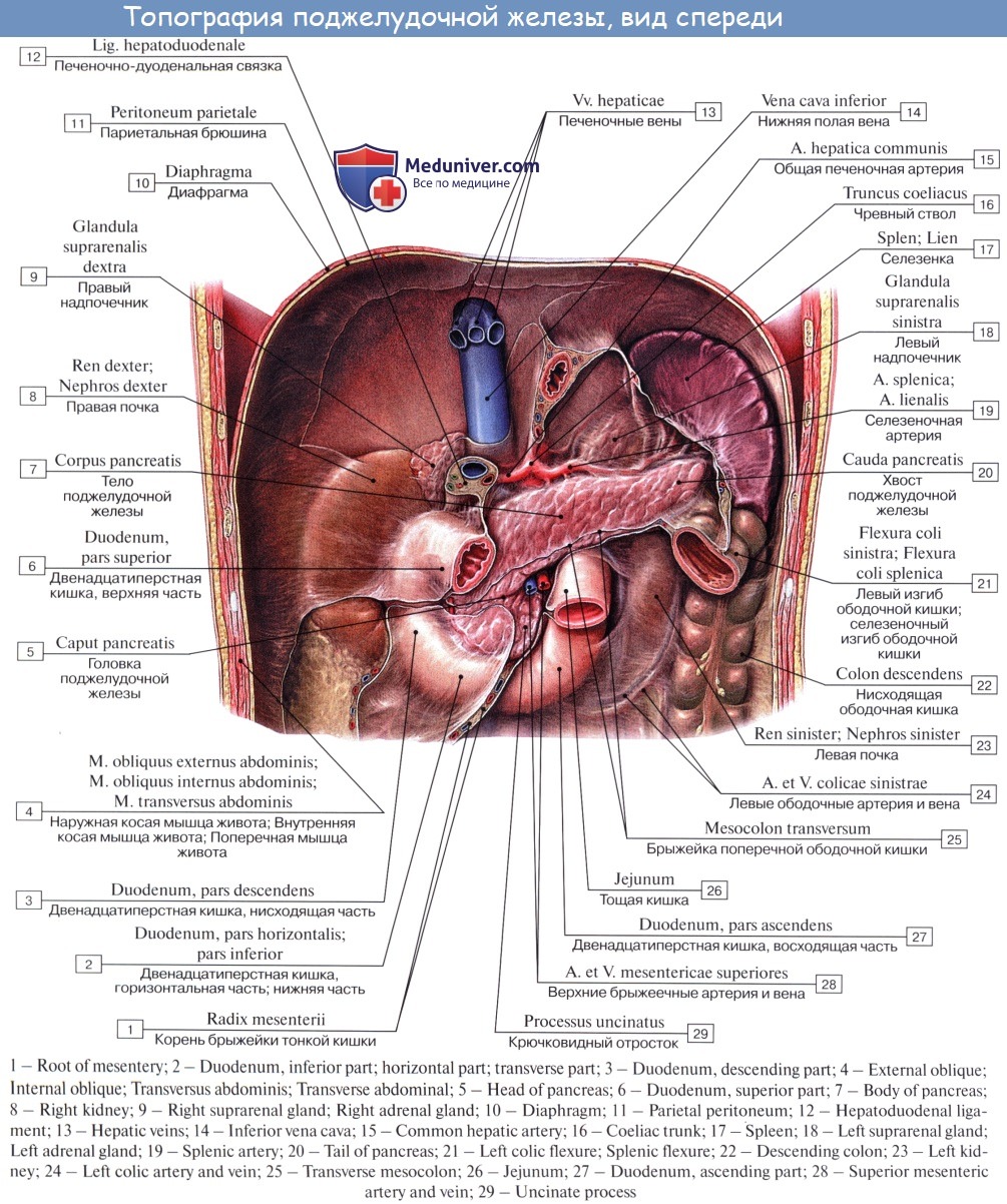 Селезенка орган брюшной полости человека. Поджелудочная железа топография строение. Топографическая анатомия поджелудочной железы. Двенадцатиперстная кишка топография кровоснабжение. 12 Перстная кишка печень поджелудочная железа.