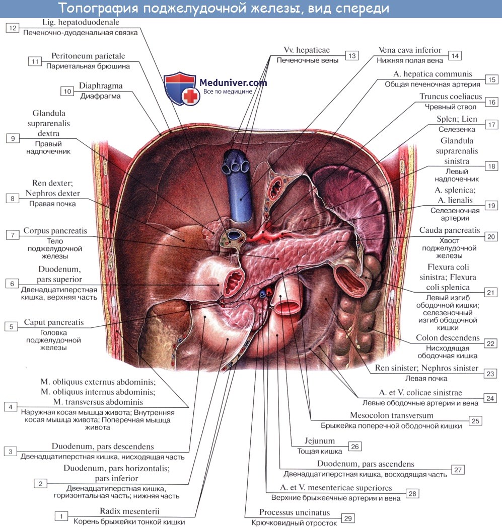 Анатомия человека: Поджелудочная железа. Нормальная анатомия поджелудочной железы