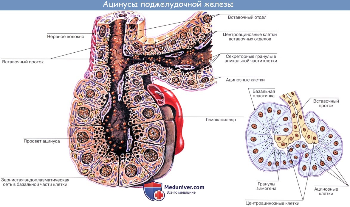 Анатомия человека: Строение поджелудочной железы. Кровоснабжение поджелудочной железы. Иннервация поджелудочной железы