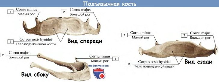 Анатомия: Подъязычная кость.