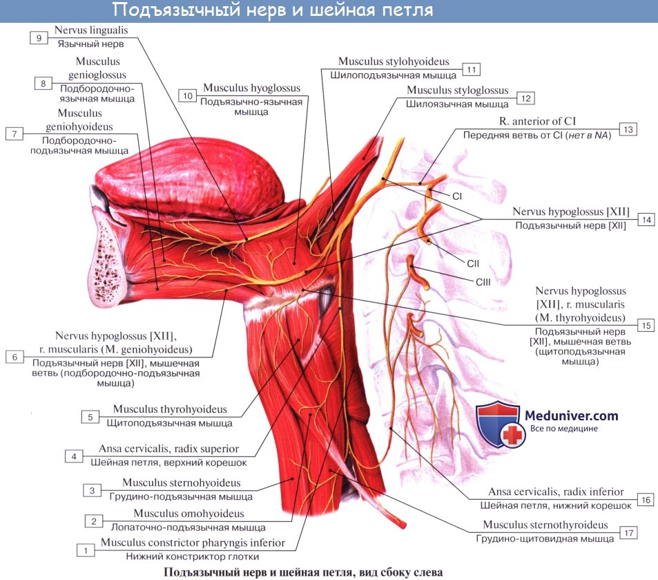 Анатомия: Подъязычный нерв, n. hypoglossus (XII пара,  12 пара ЧМН)