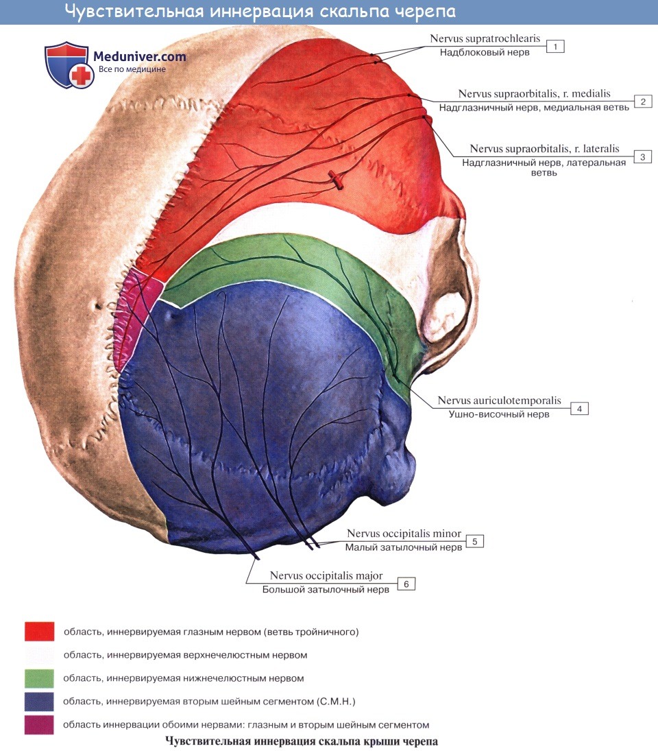 Анатомия: Подъязычный нерв, n. hypoglossus (XII пара,  12 пара ЧМН)