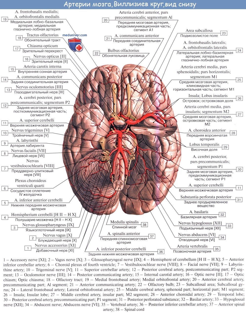 Мозговые артерии латынь. Строение артерий головного мозга. Средняя мозговая артерия ветви кровоснабжение. Артерии основания головного мозга. Артерии мозга Виллизиев круг.
