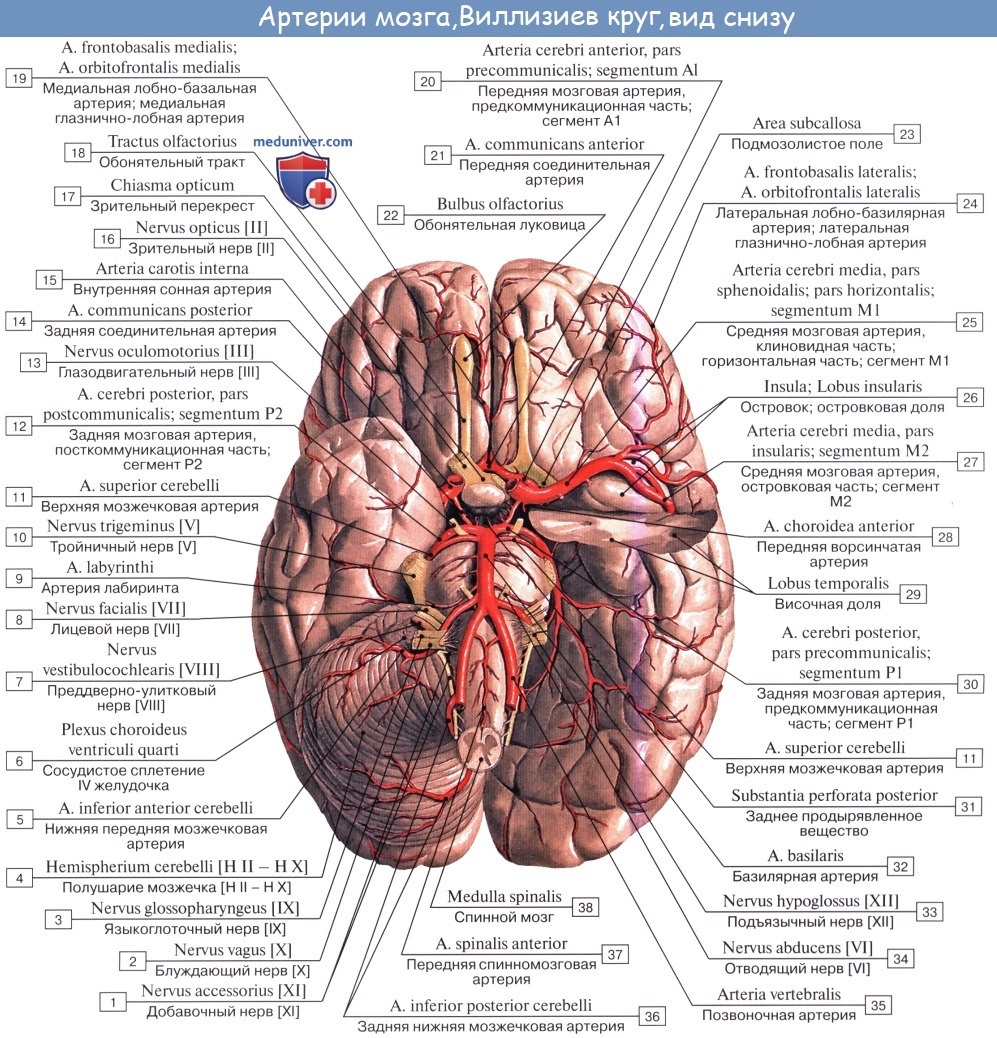 Анатомия: Кровеносные сосуды твердой оболочки. Кровоснобжение твердой мозговой оболочки. Нервы (иннервация) твердой мозговой оболочки